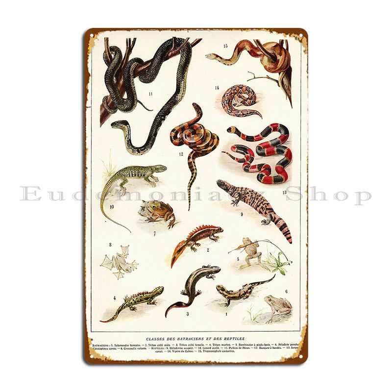 Home Cinema Wall Design - Adolphe Millot Batraciens Et reptil French