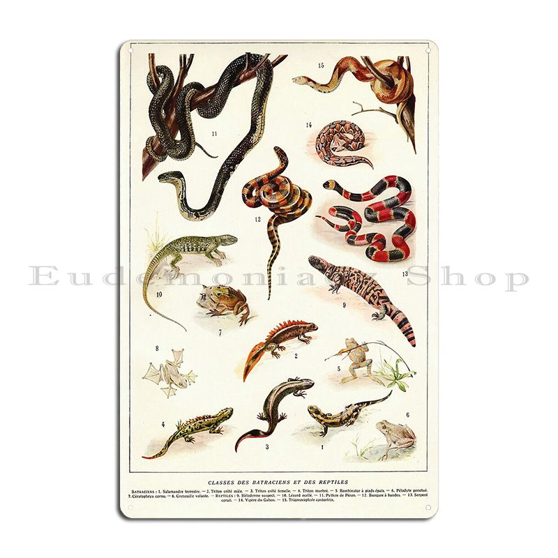 Adolphe Millot Batraciens Et r - Home Cinema Wall Design ulasan dan harga